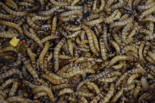 5 Edible Worms That Taste Surprisingly Good - Wormcrawlers.com